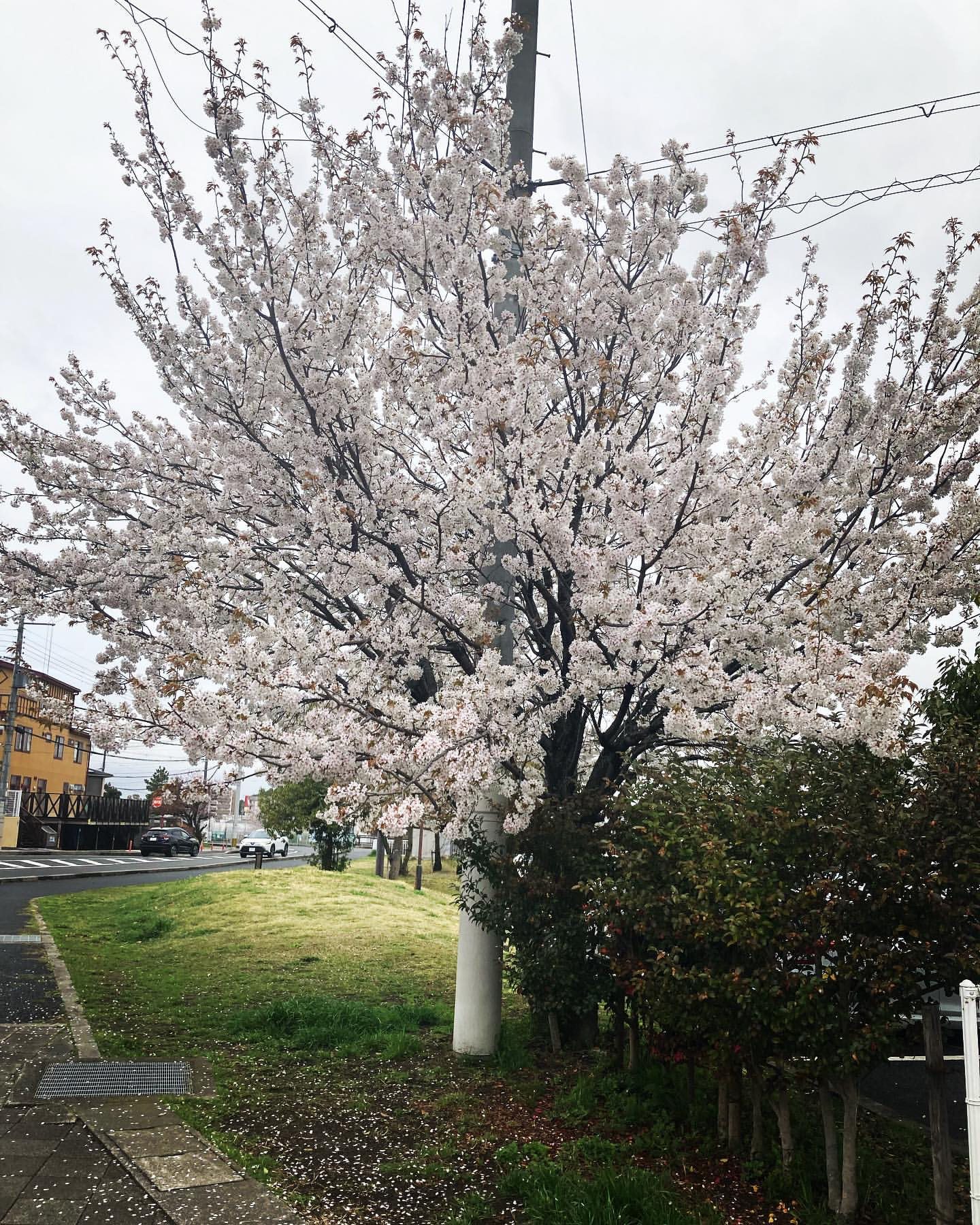 桜の日🌸（Instagram）